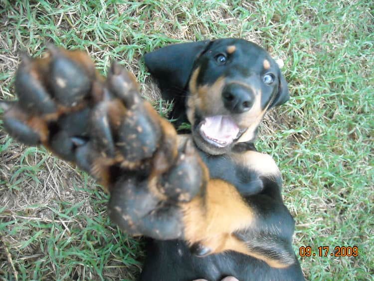 8 week boy doberman puppy