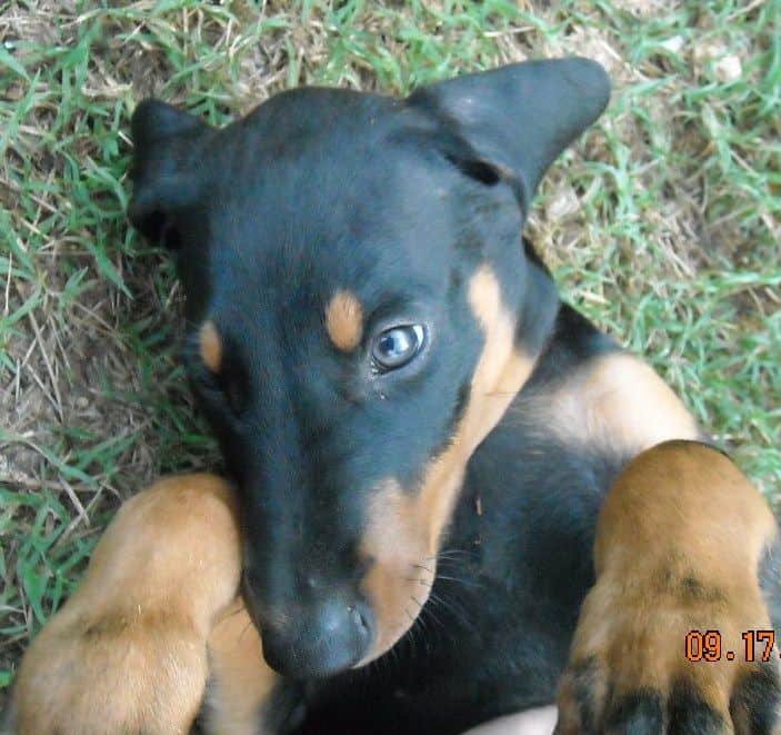 8 week boy doberman puppy