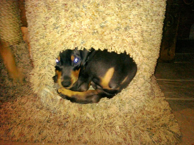 black and rust boy dobie pup