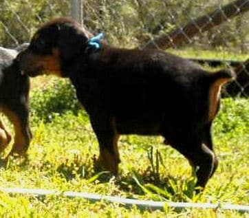 5 week old dobe pup tagged blue.  Click on picture to see more individual pics of this pup.