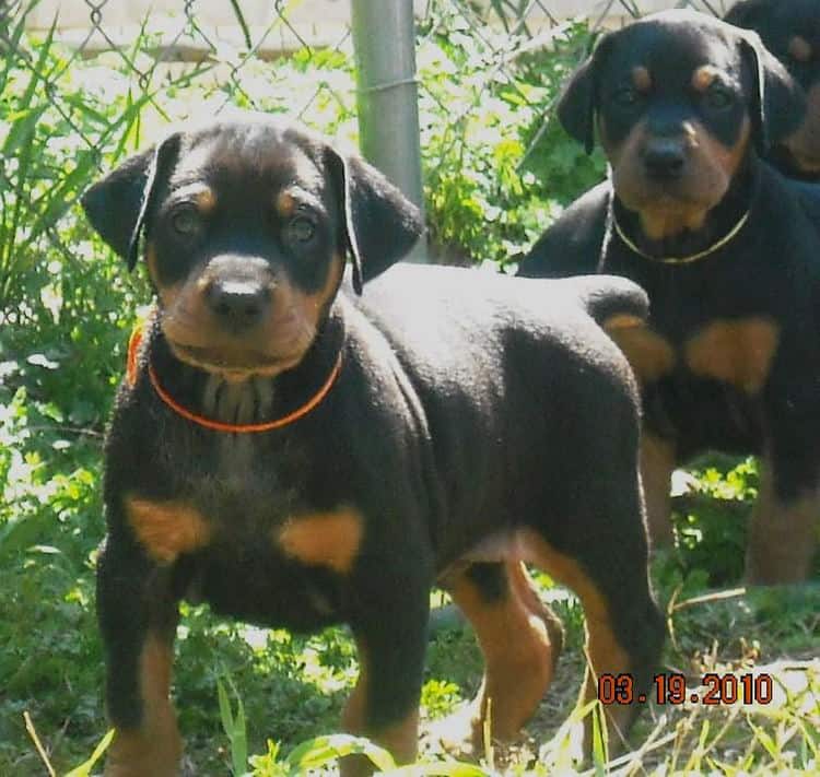 5 week old dobe pup tagged orange.  Click on picture to see more individual pics of this pup.