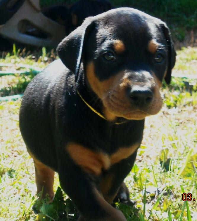 5 week old dobe pup tagged yellow.  Click on picture to see more individual pics of this pup.