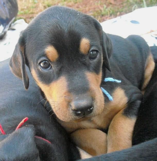 5 week old dobe pup tagged light blue.  Click on picture to see more individual pics of this pup.