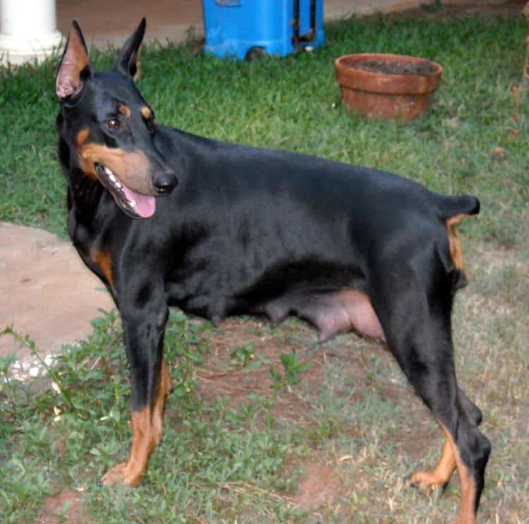 post pregnancy mother doberman