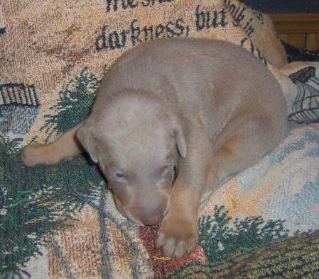 dobie pup