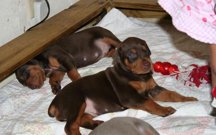 Doberman Pinscher Puppies