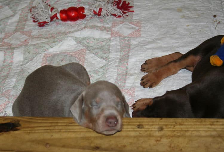 Doberman Pinscher Puppies