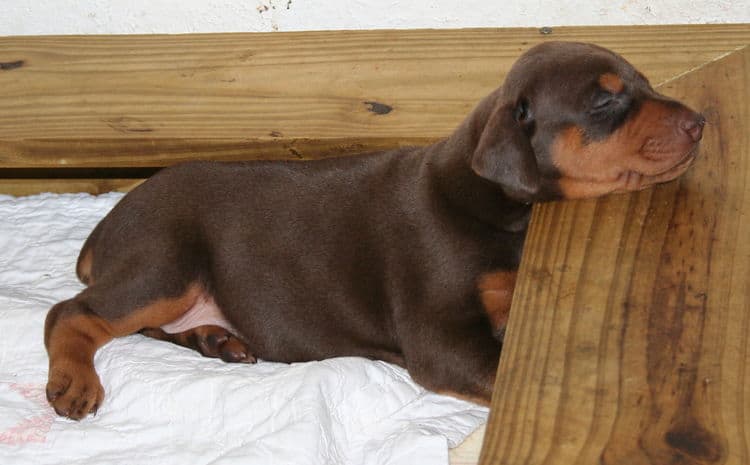 Doberman Pinscher Puppies