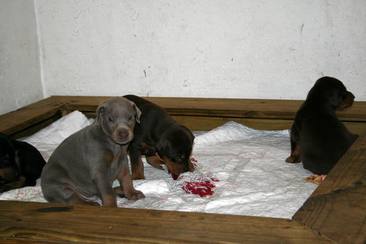 Doberman Pinscher Puppies