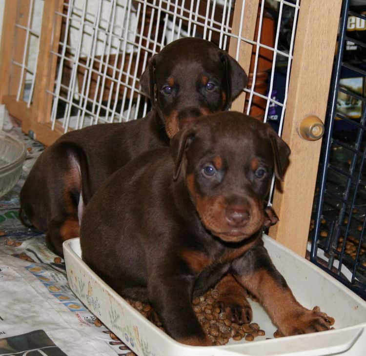 Doberman Pinscher Puppies