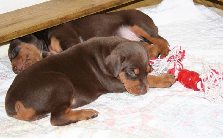 Doberman Pinscher Puppies