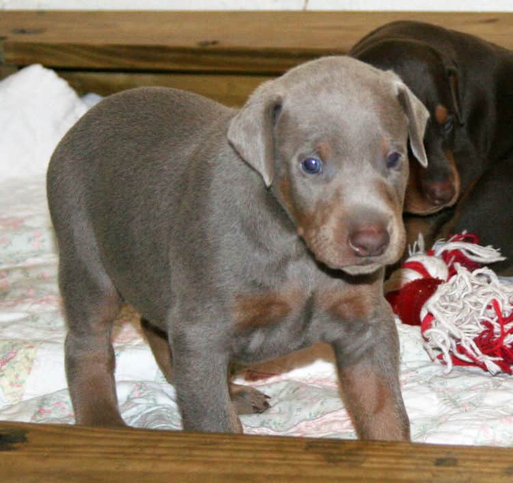 Doberman pup