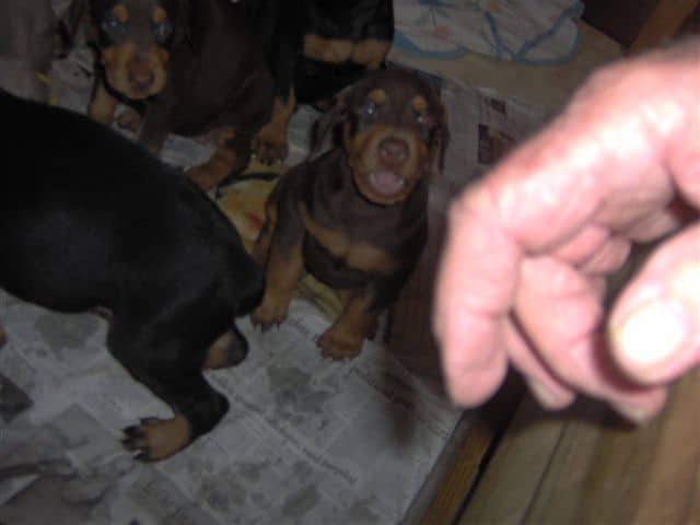 Dobie pups