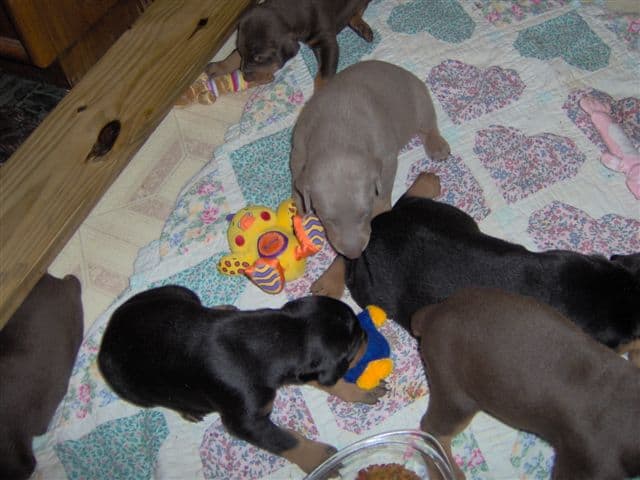 Dobie pups