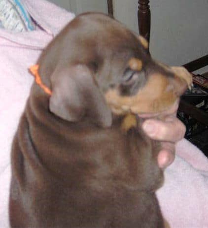 Dobie pups