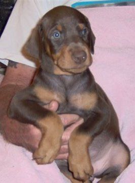 Dobie pups