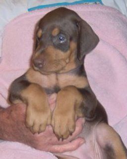 Dobie pups