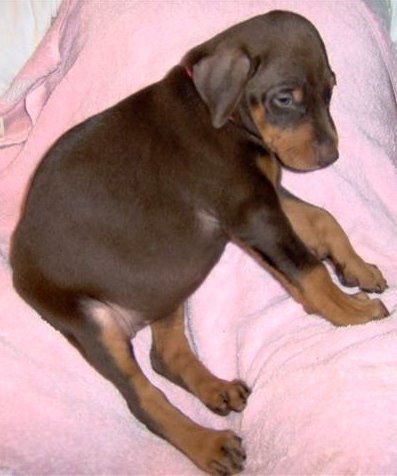 Dobie pups