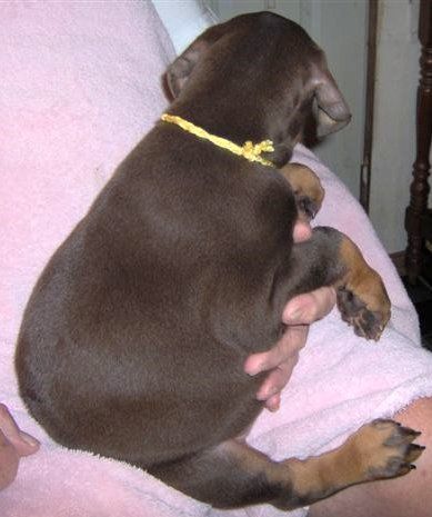 Dobie pups