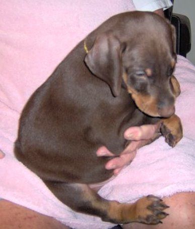 Dobie pups