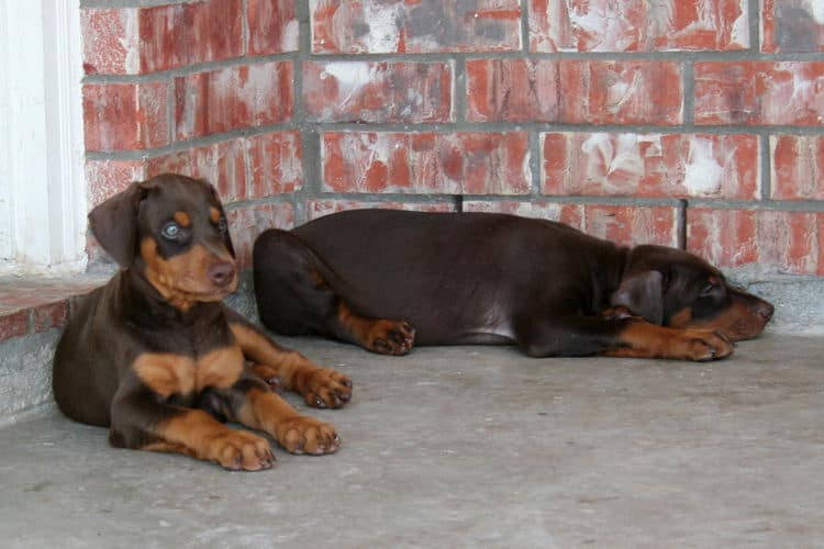 Dobie pups