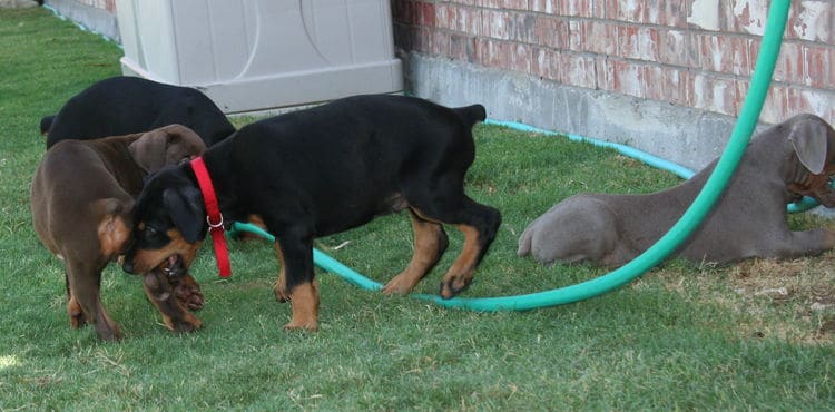 Dobie pups