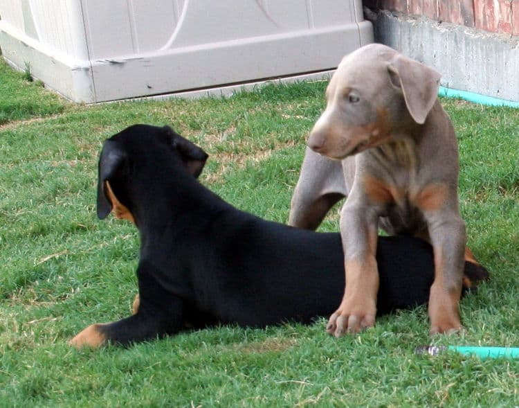 Dobie pups