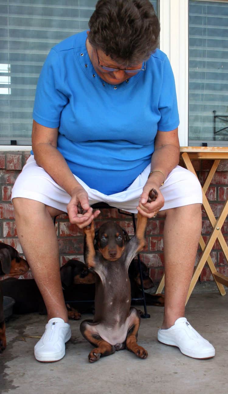 Dobie pups