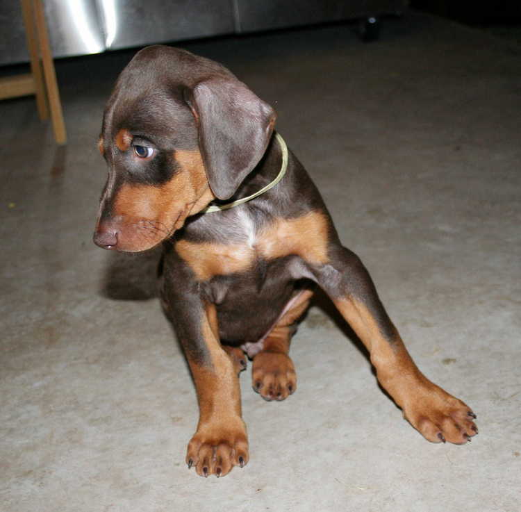 dobe pup