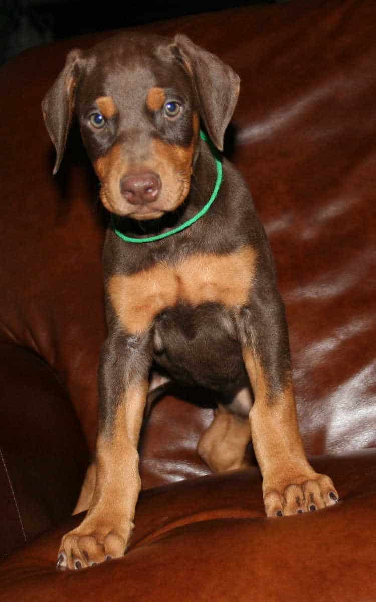 Doberman puppy