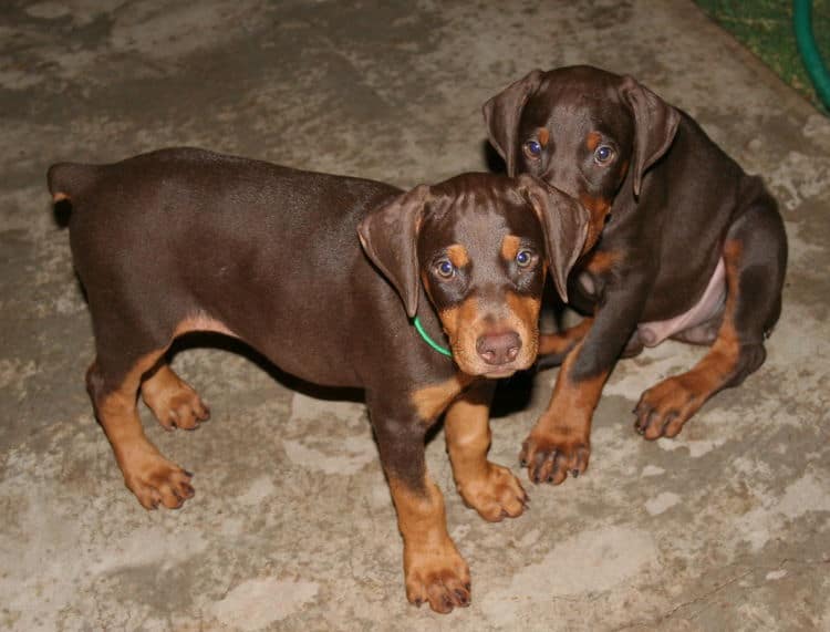 dobie pup