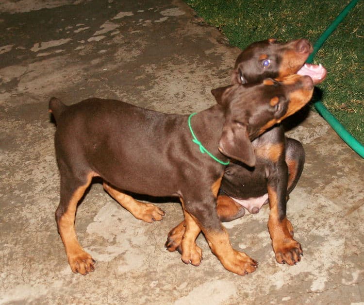 doberman puppy