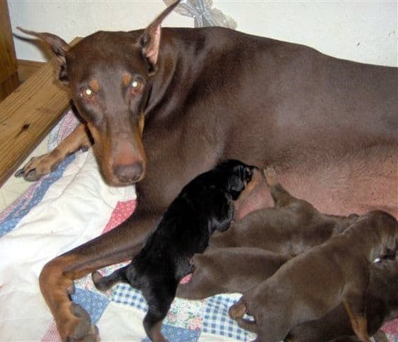 Doberman puppy tail docked