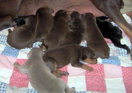 Doberman puppy tail docked