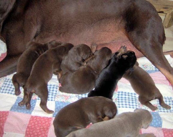 Doberman puppy tail docked