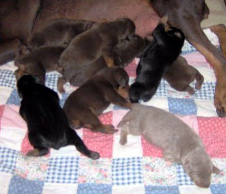 Doberman puppy tail docked