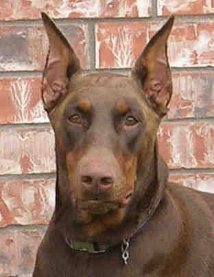 Doberman Puppies on Garrett S Dobermans Puppy Site