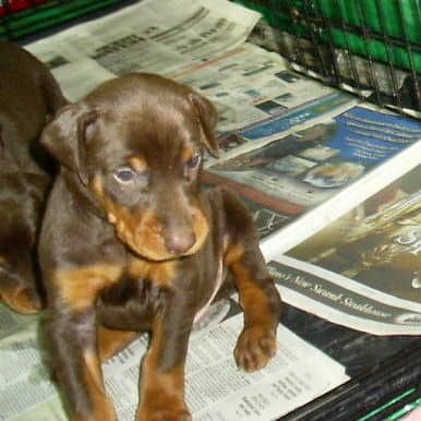 dobie pups