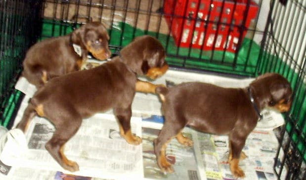 dobie pups