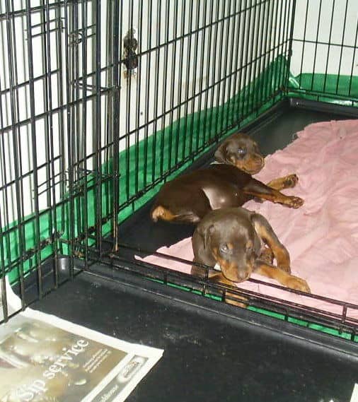 dobie pups