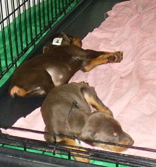 dobie pups