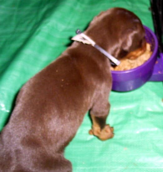 dobie pups