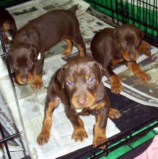 dobie pups