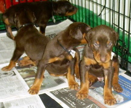 dobie pups