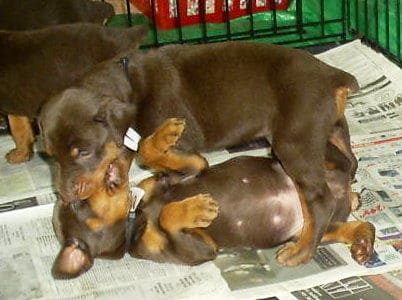 dobie pups