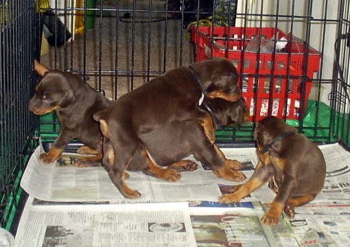 dobie pups