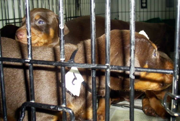 dobie pups