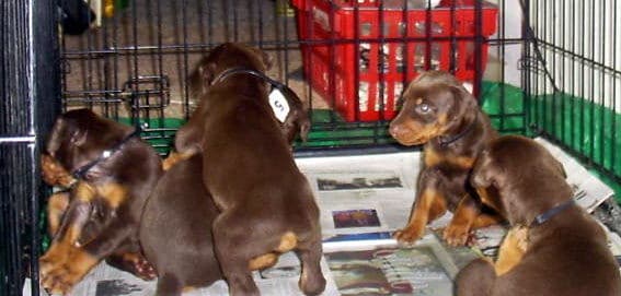 dobie pups