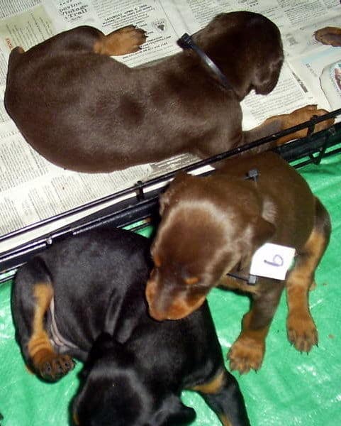 dobie pups