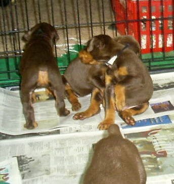 dobie pups